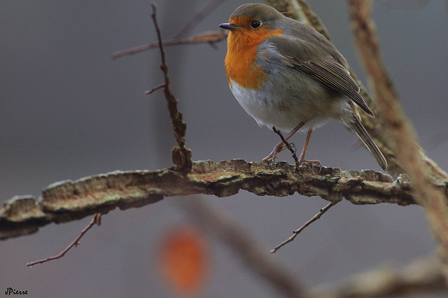 Rouge Gorge