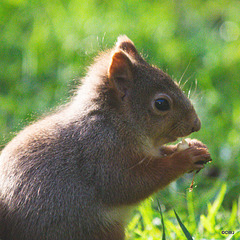 Red Squirrel