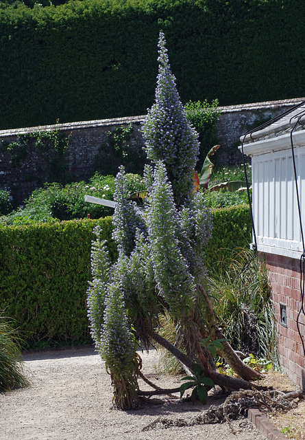 Giant bugloss