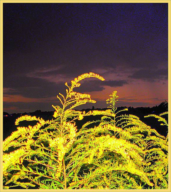 Solidago Canadensis(gulden roede)