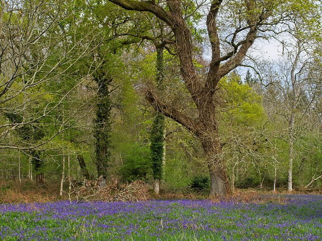 Bluebell Woods  (plus 2 x PiPs)