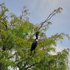 Cormorant