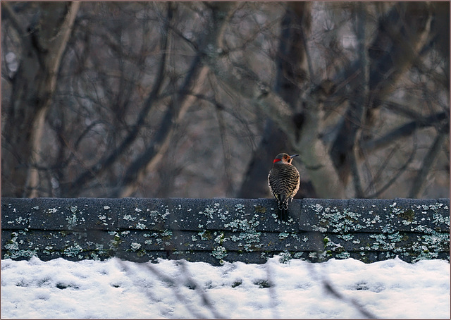 The male flicker