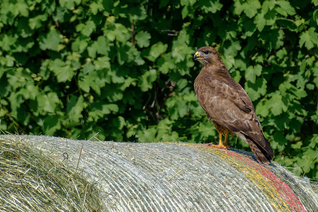 Bussard