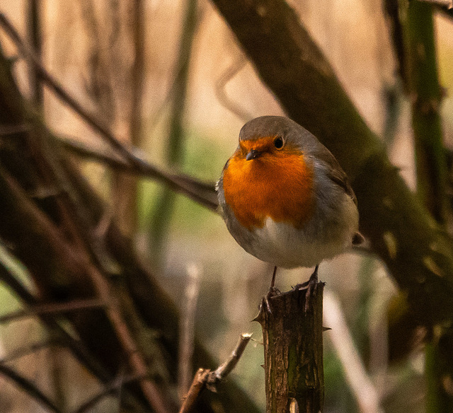 Robin