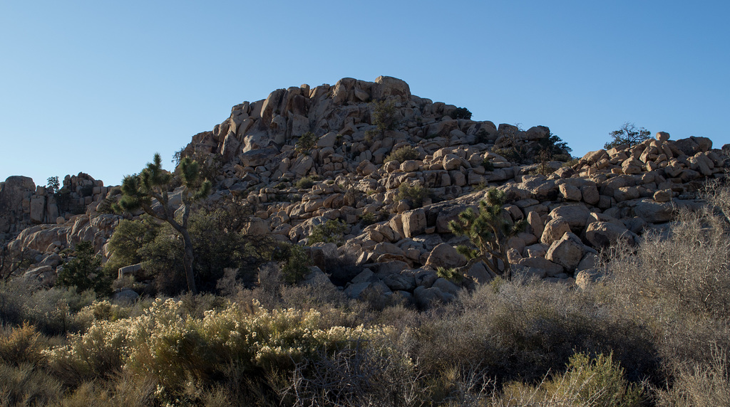 Joshua Tree NP (1514)