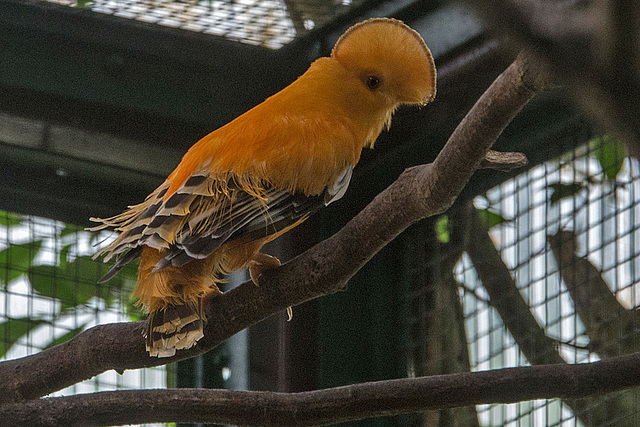 20140926 5450VRAw [D~SFA] Vogelpark, Walsrode