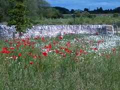 Poppies 2