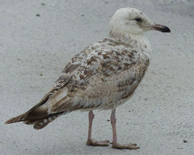 Folkestone Gull (2) - 22 June 2016