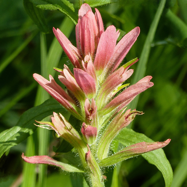 Indian Paintbrush