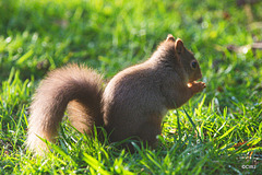Red Squirrel