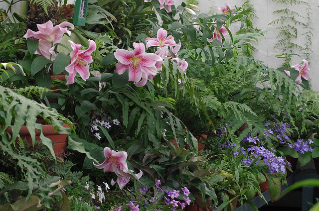 Lilies, Ferns, Streptocarpus