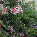 Lilies, Ferns, Streptocarpus
