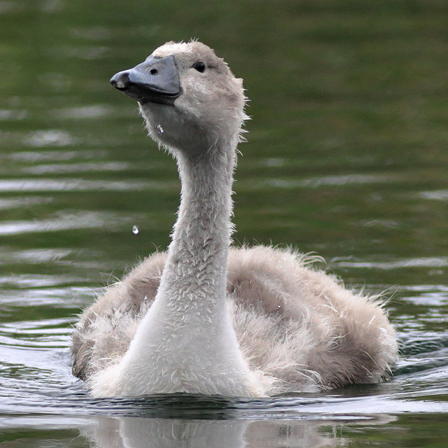 EOS 90D Peter Harriman 12 55 10 84301 cygnet dpp