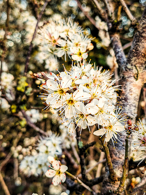 Blackthorn blossom