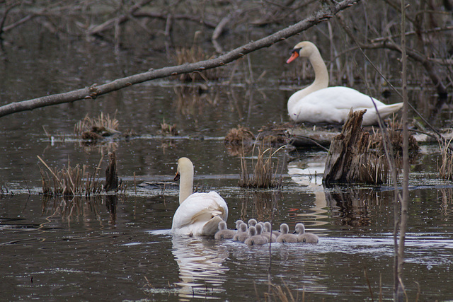 Familie Schwan 4