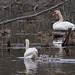 Familie Schwan 4