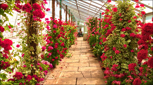 Red  at  Temple Newsam