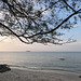 Feuillage nuageux sur plage / Cloudy foliage on beach