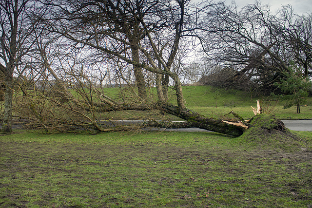 Storm Damage