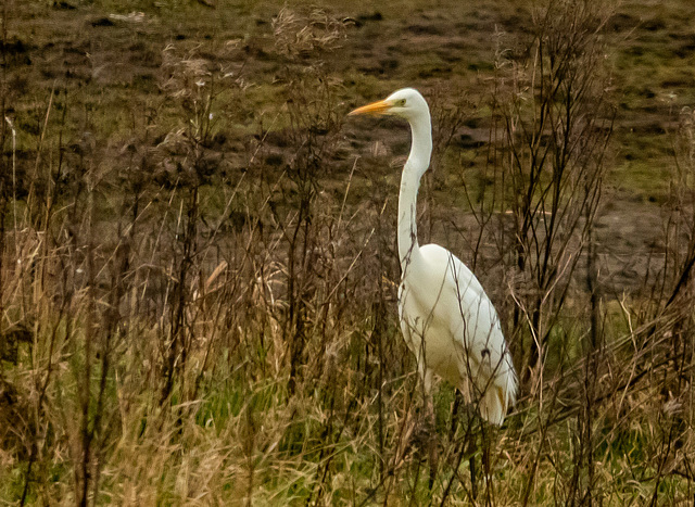 Great white egret