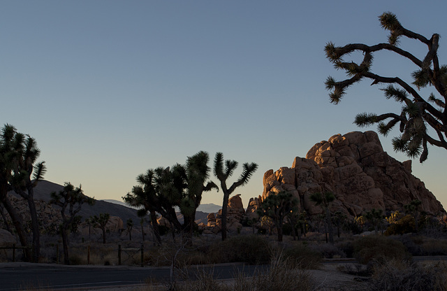 Joshua Tree NP (1522)