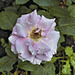 "Fernand Gignac" Tea Rose – Botanical Garden, Montréal, Québec