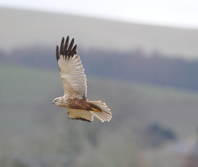 EF7A6483malemarshharrier
