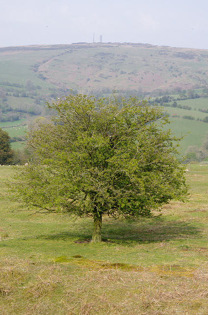 Hawthorn