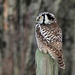 Northern Hawk Owl with woodland bokeh