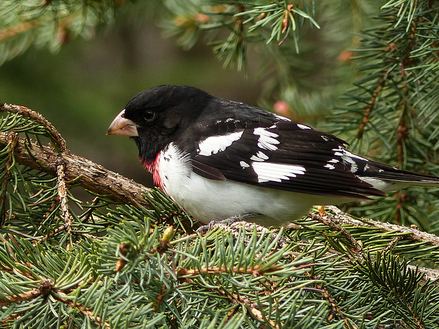 Rose-breasted Grosbeak