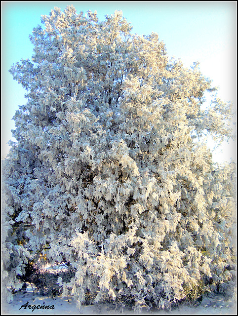 Winter tree