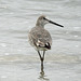 Day 4, Willet, Mustang Island State Park