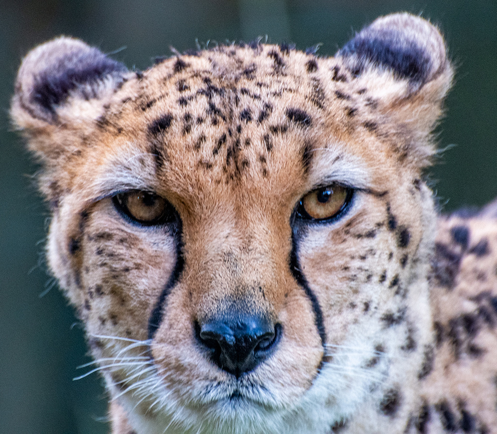 Cheetah
