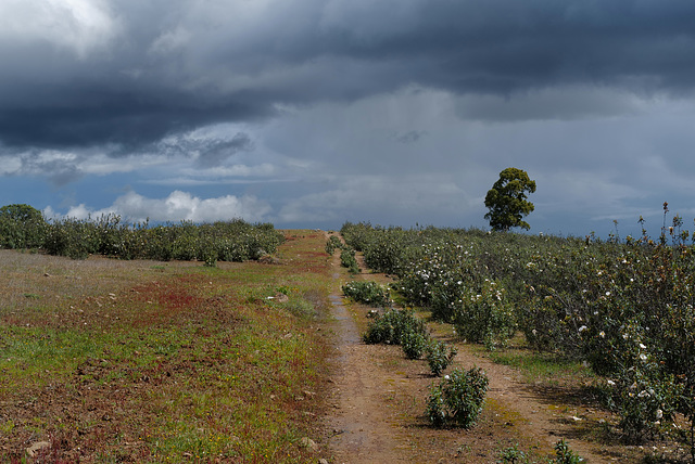 Penedos, Here comes the rain...