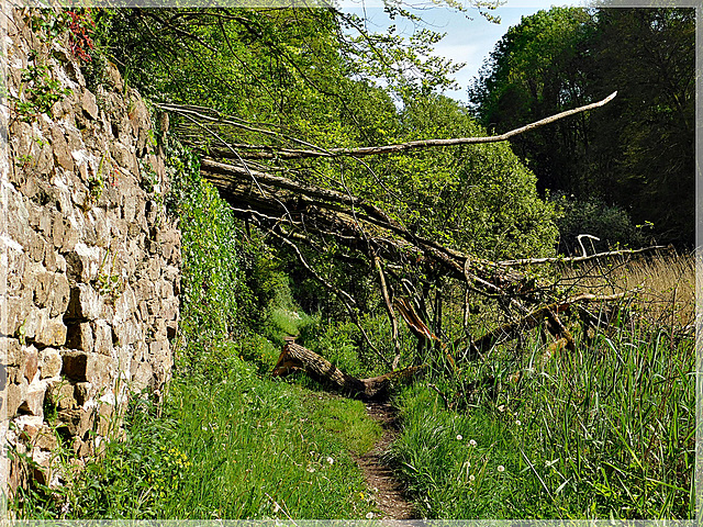 On passe malgré l'arbre tombé sur le chemin ..........