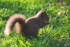 Red Squirrel