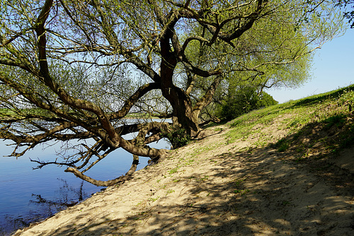 Baum am Wasser