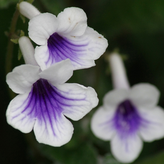 Streptocarpus