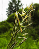 20210606 0510CPw [D~LIP] Gras, UWZ, Bad Salzuflen