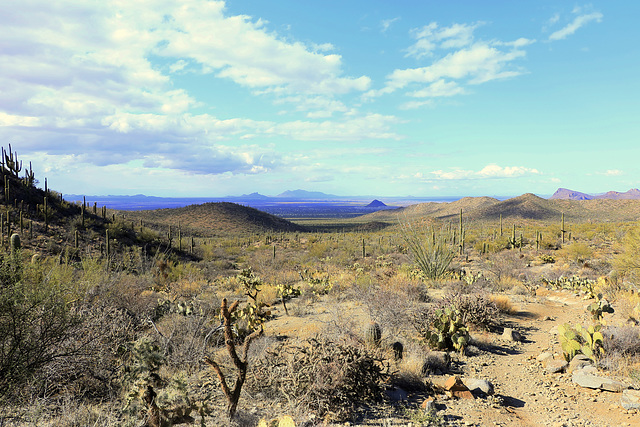 Wasson Peak Trail, Saguaro National Park