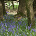 Bluebells