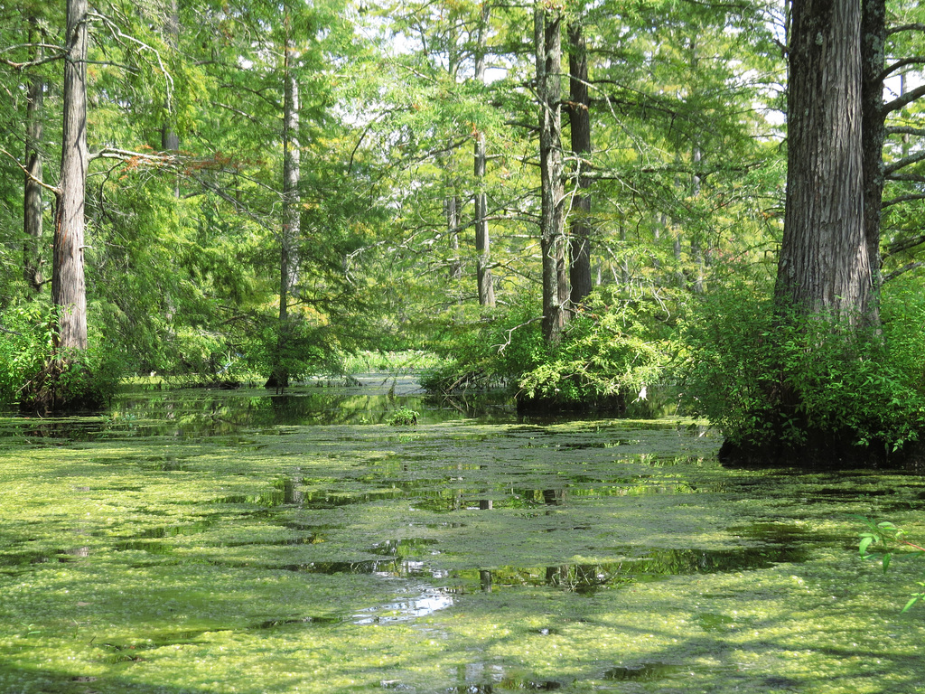 Kayaking on Bluff Lake