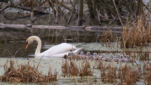 Familie Schwan 3