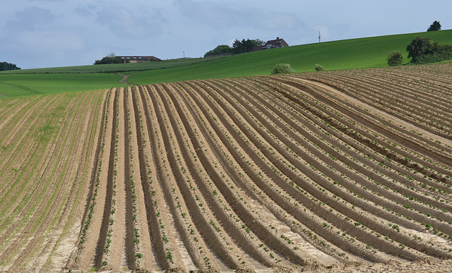 Potato field   june   2024