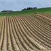 Potato field   june   2024