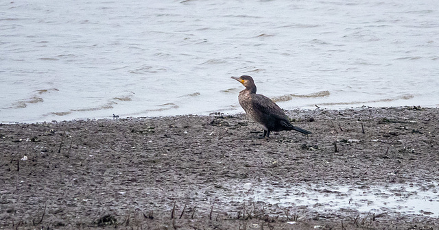 Cormorant