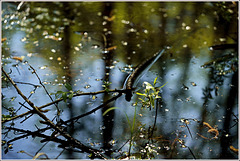 ''Nature filled with  silence ''