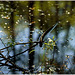 ''Nature filled with  silence ''