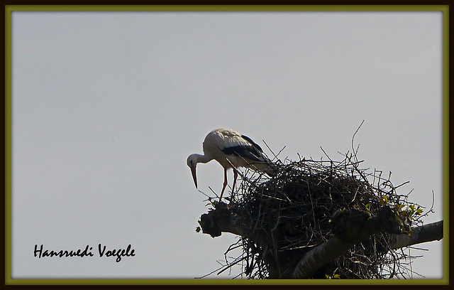 Storch 7